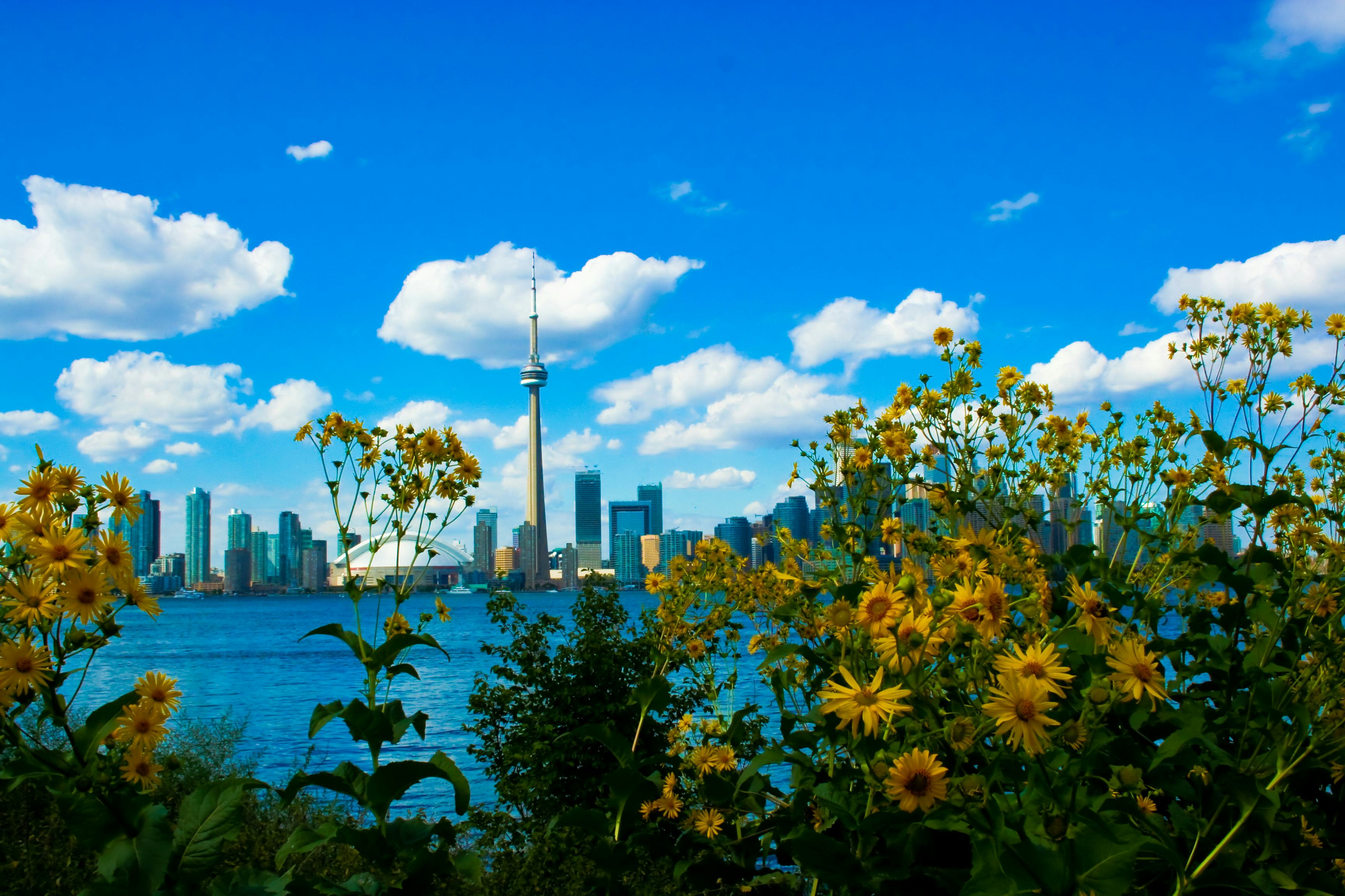The Toronto skyline from across the river on a beautiful day with yellow flowers in the foreground.