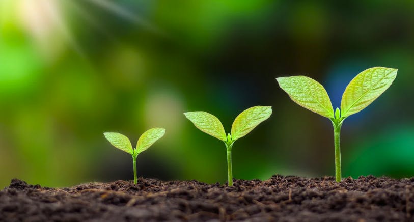 Zero Waste plants