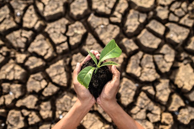 green plant in moist soil being held over dry cracked Earth
