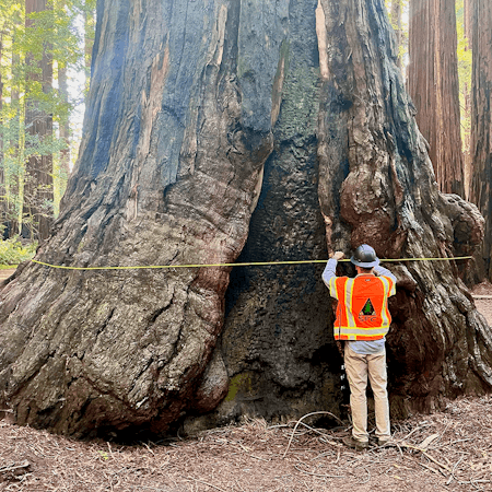 Sierra Forestry Consulting