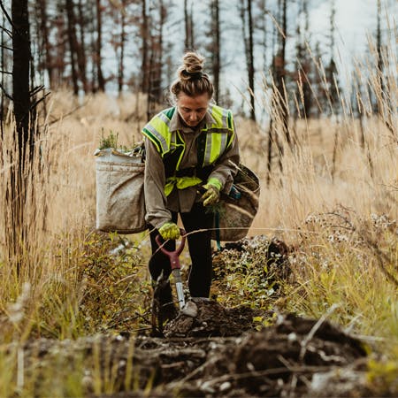 Blue Collar Silviculture