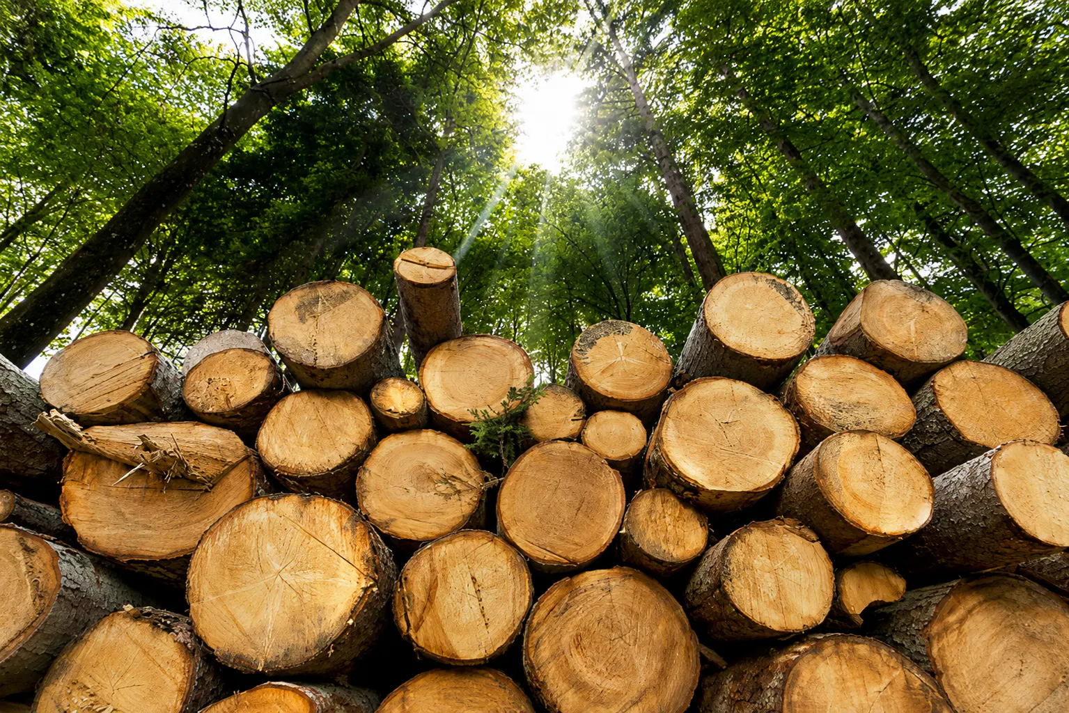 forestry with ZOLEO