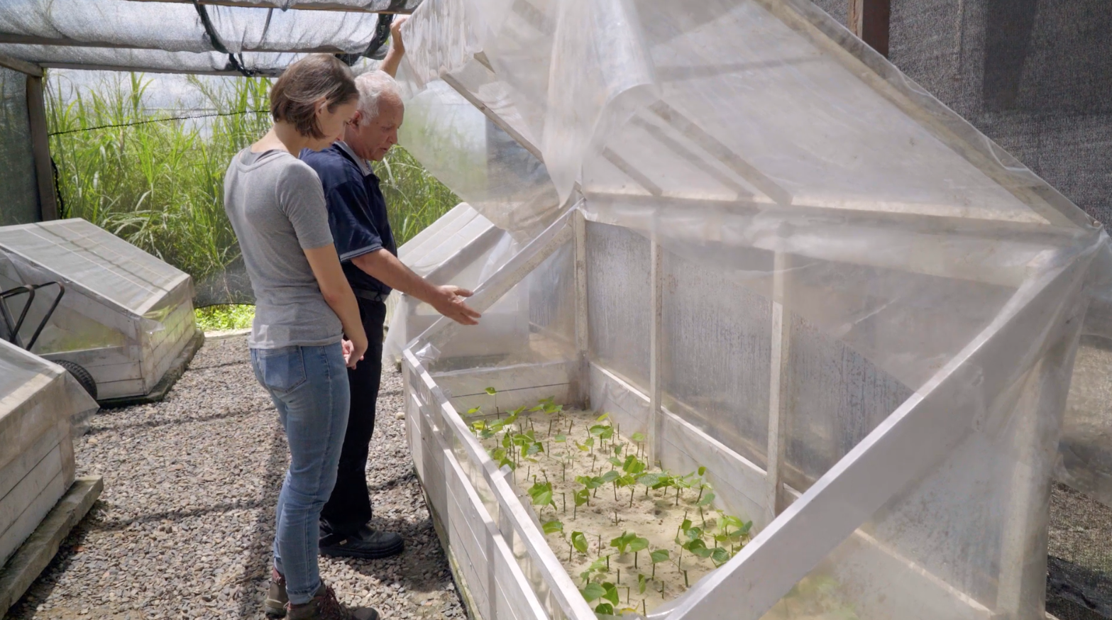 Plantation of Inca Inchi