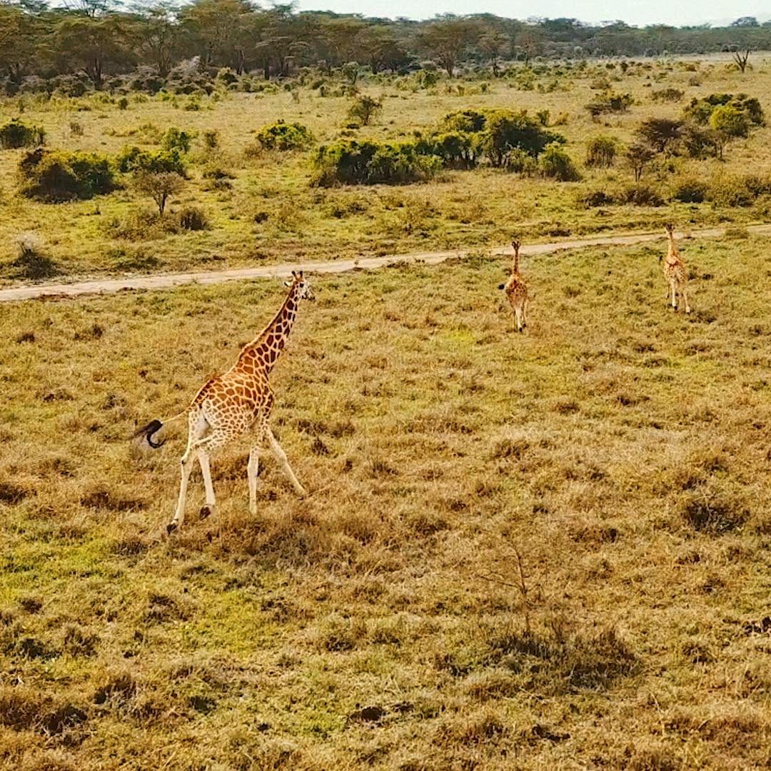 Image of a giraffe taken from the Essilor harmful lights campaign