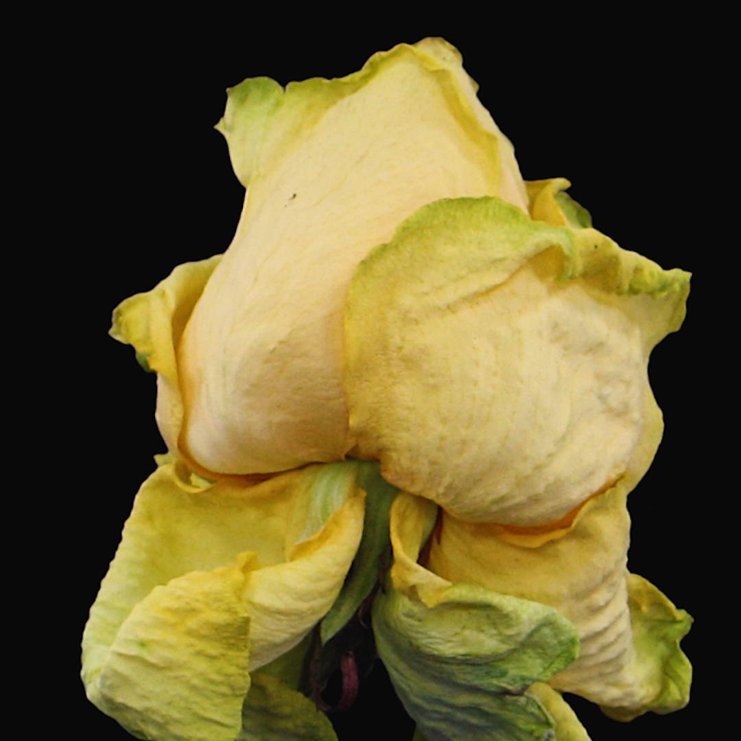 Image of a flower taken from the Essilor harmful lights campaign