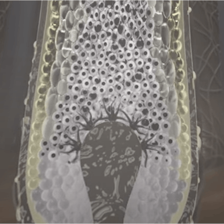 VR experience: a journey inside the hair