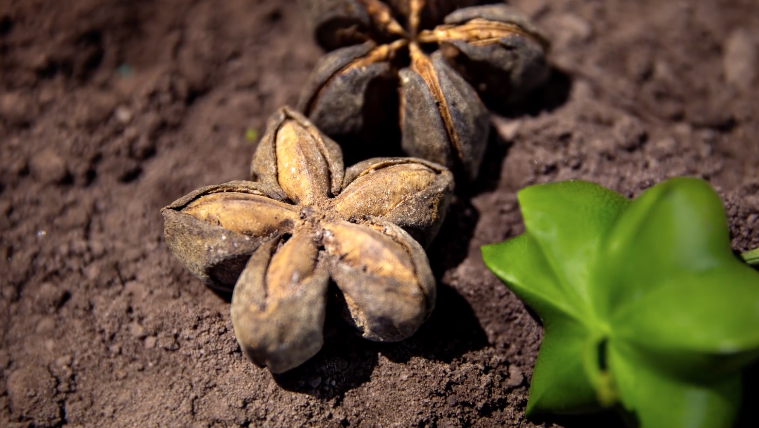 Natural ingredients harvested in Peru
