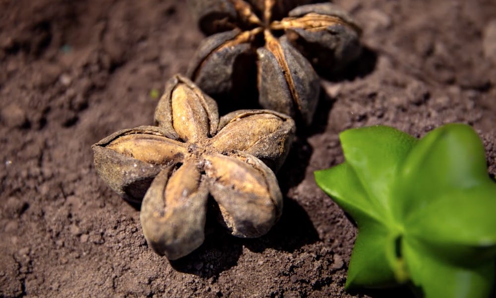 Natural ingredients harvested in Peru