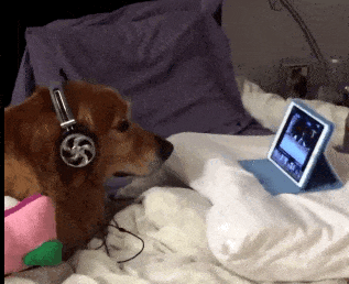 The Funniest Dog GIFs to Hit the Internet - News