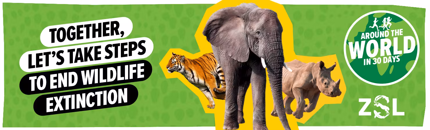 Together, let's take steps to end wildlife extinction