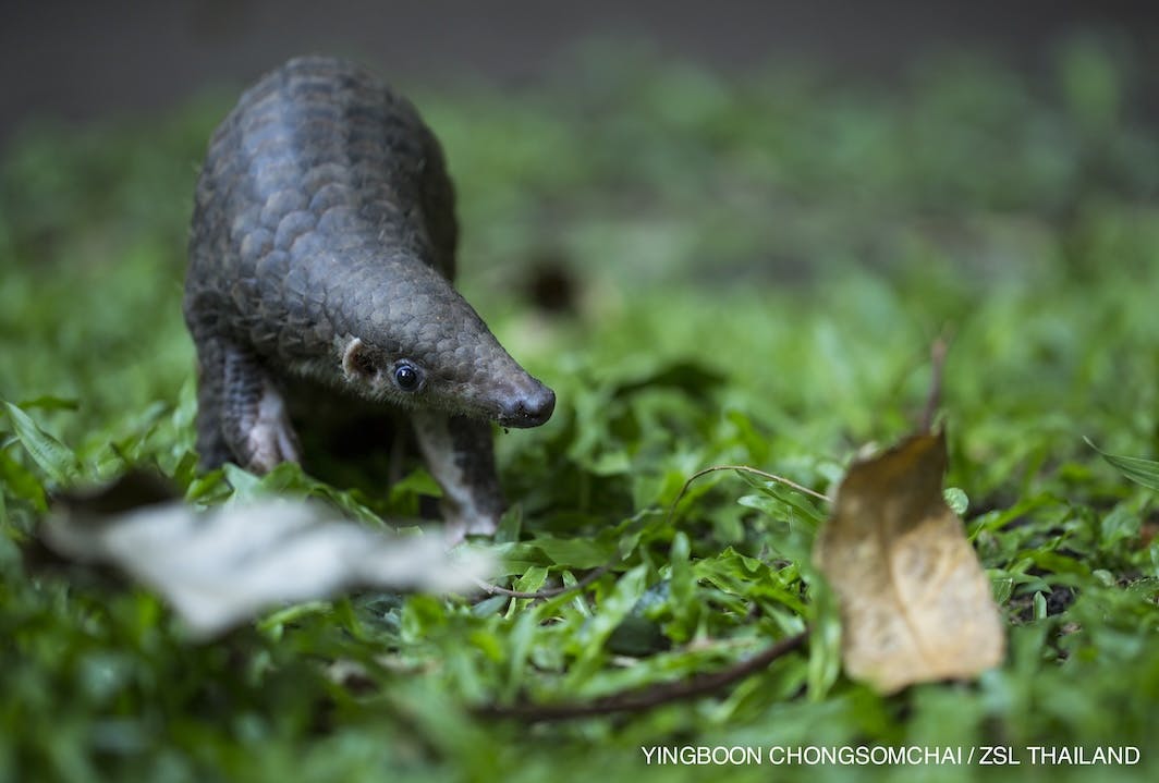 Pangolin