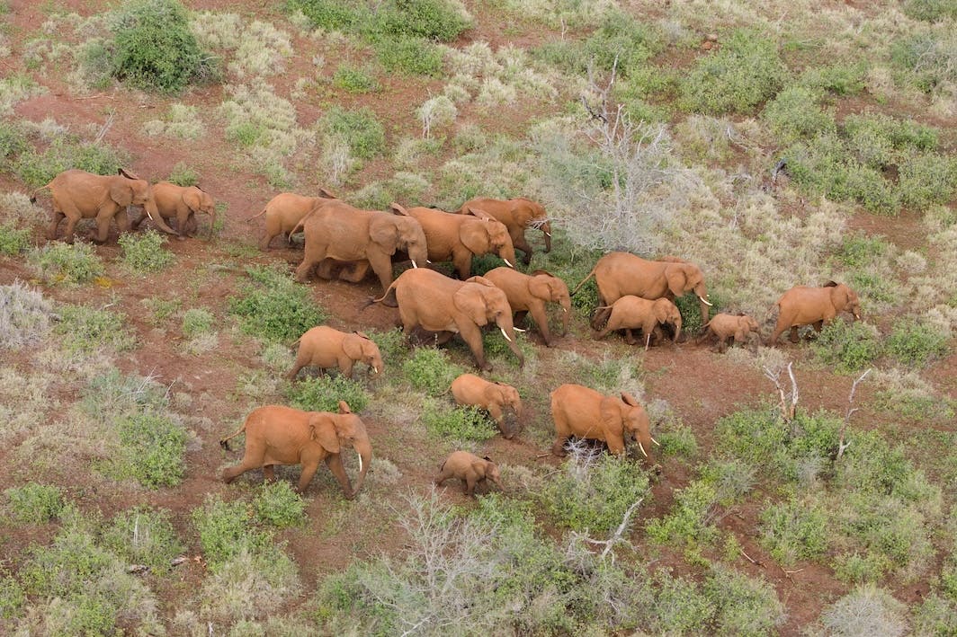 Image of wildlife taken from the air