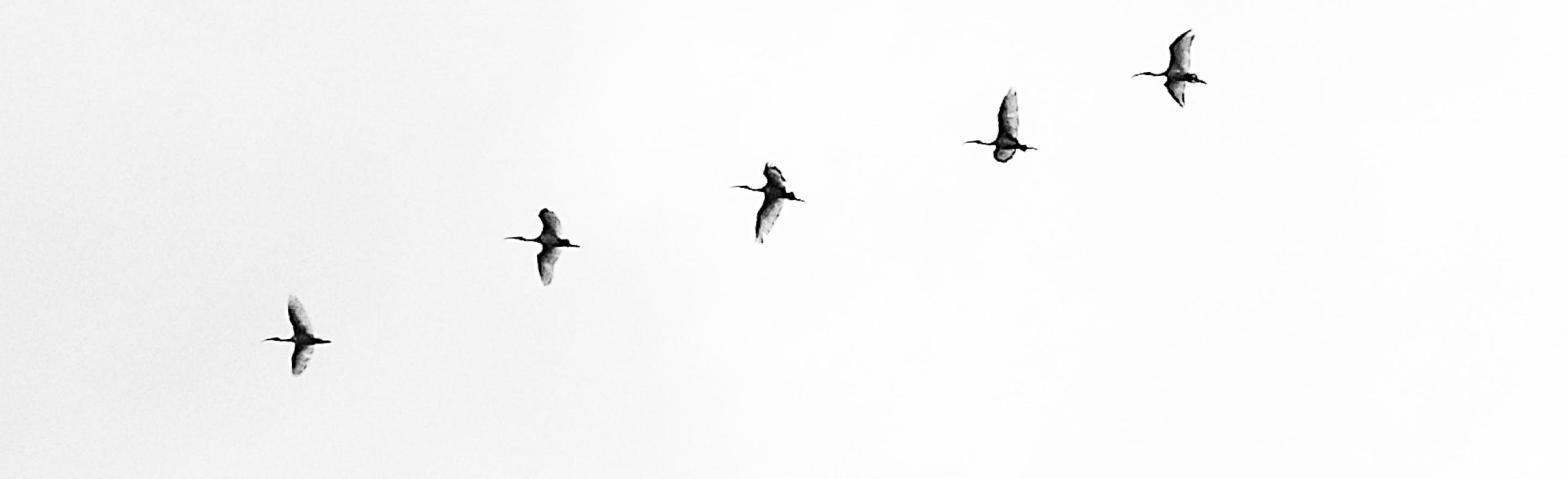 foto de aves volando